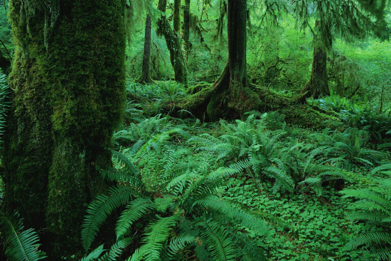 Old Growth Rainforest