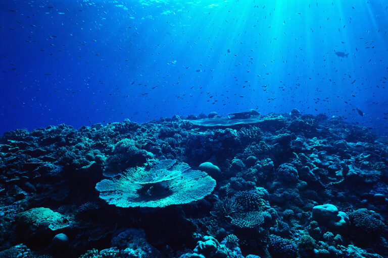 Table Coral
