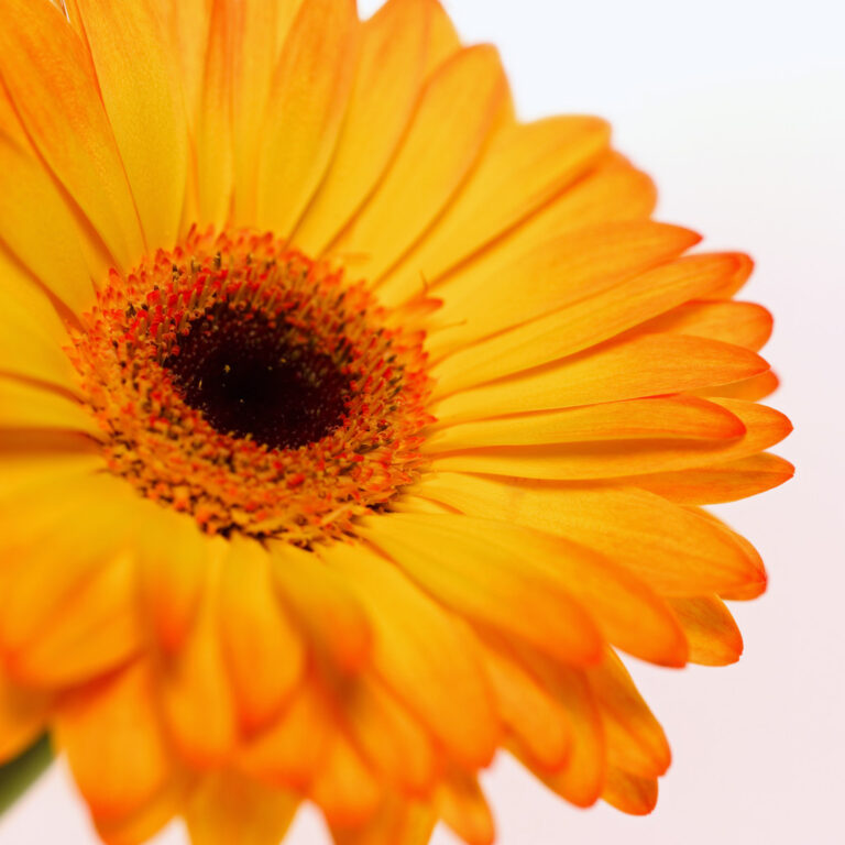 Close-up of a gerbera